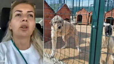 ‘Kuduz köpek’ soruşturmasında Buket Özgünlü tutuklandı