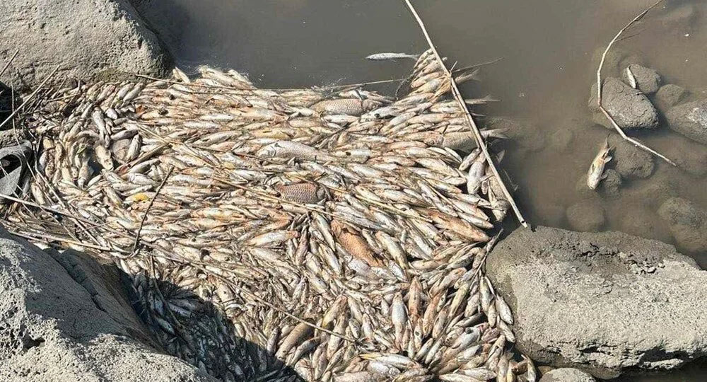 Kötü koku ve balık ölümlerine inceleme Kötü koku ve balık ölümlerine inceleme