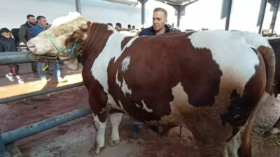 ‘Kurbanın kesimi belediyelerin belirlediği alanlarda yapılmalı’