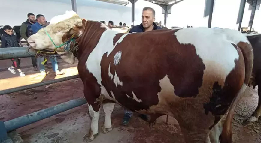 ‘Kurbanın kesimi belediyelerin belirlediği alanlarda yapılmalı’ ‘Kurbanın kesimi belediyelerin belirlediği alanlarda yapılmalı’