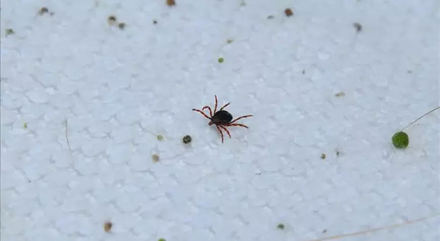 Kene alarmı! Kentte 7 kişi kene ısırması sonucu hastanelik oldu Kene alarmı! Kentte 7 kişi kene ısırması sonucu hastanelik oldu