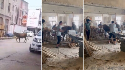 Bursa’da kaçan kurbanlık, sanayiyi birbirine kattı