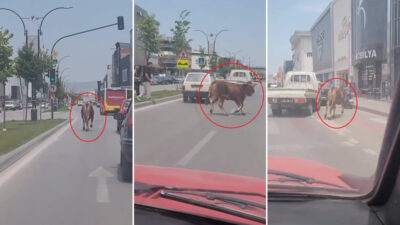 Bursa’da kaçan kurbanlık trafiği birbirine kattı