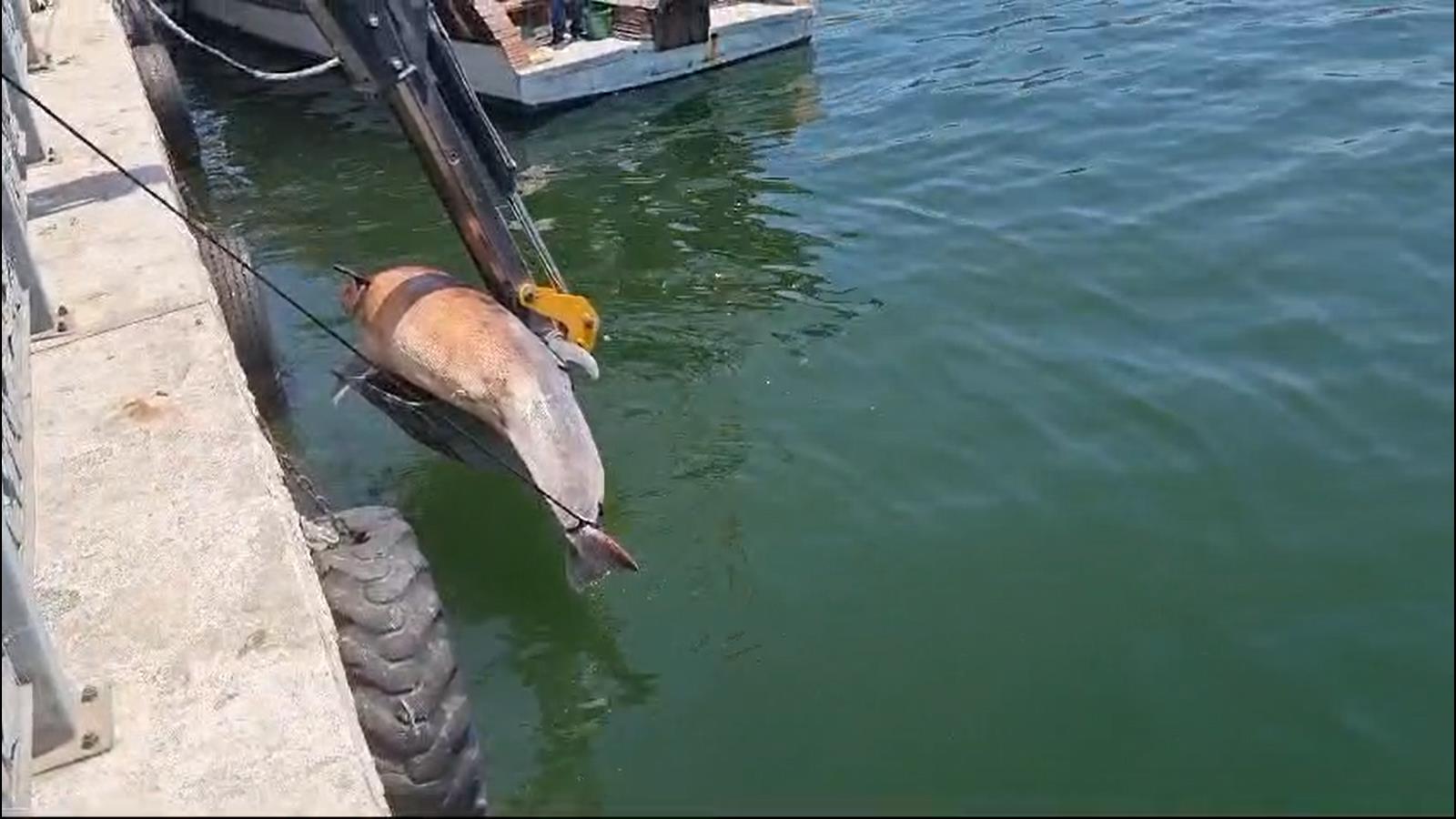 Gemlik Körfezi’nde bulundu! 3 metre uzunluğunda…