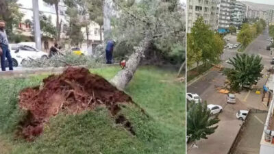 Şiddetli rüzgar! Çatılar uçtu, ağaçları kökünden söküldü