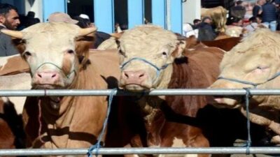 Satılamayan kurbanlıklar bakın ne olacak?