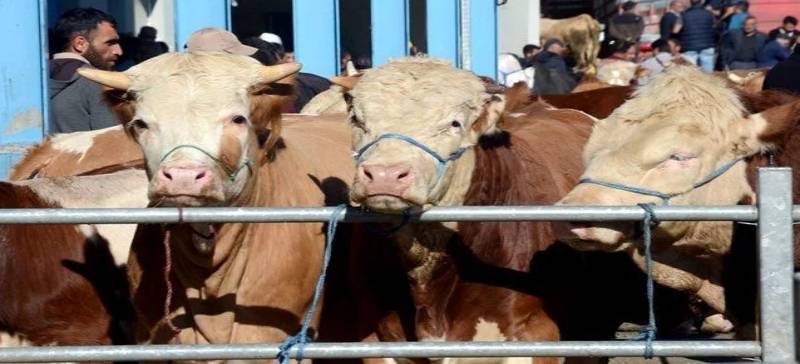 Satılamayan kurbanlıklar bakın ne olacak?