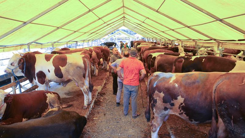 ‘Kurbanı ehline kestirin’ uyarısı