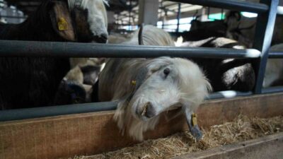 Bursa’da kurbanlık fiyatlarına indirim
