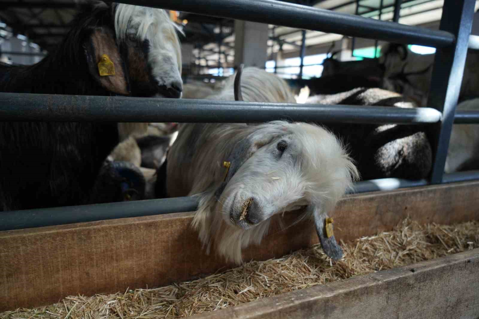 Bursa’da kurbanlık fiyatlarına indirim Bursa’da kurbanlık fiyatlarına indirim