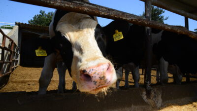 Bursalılar dikkat! Kurban Bayramı’nda bunlara dikkat edin