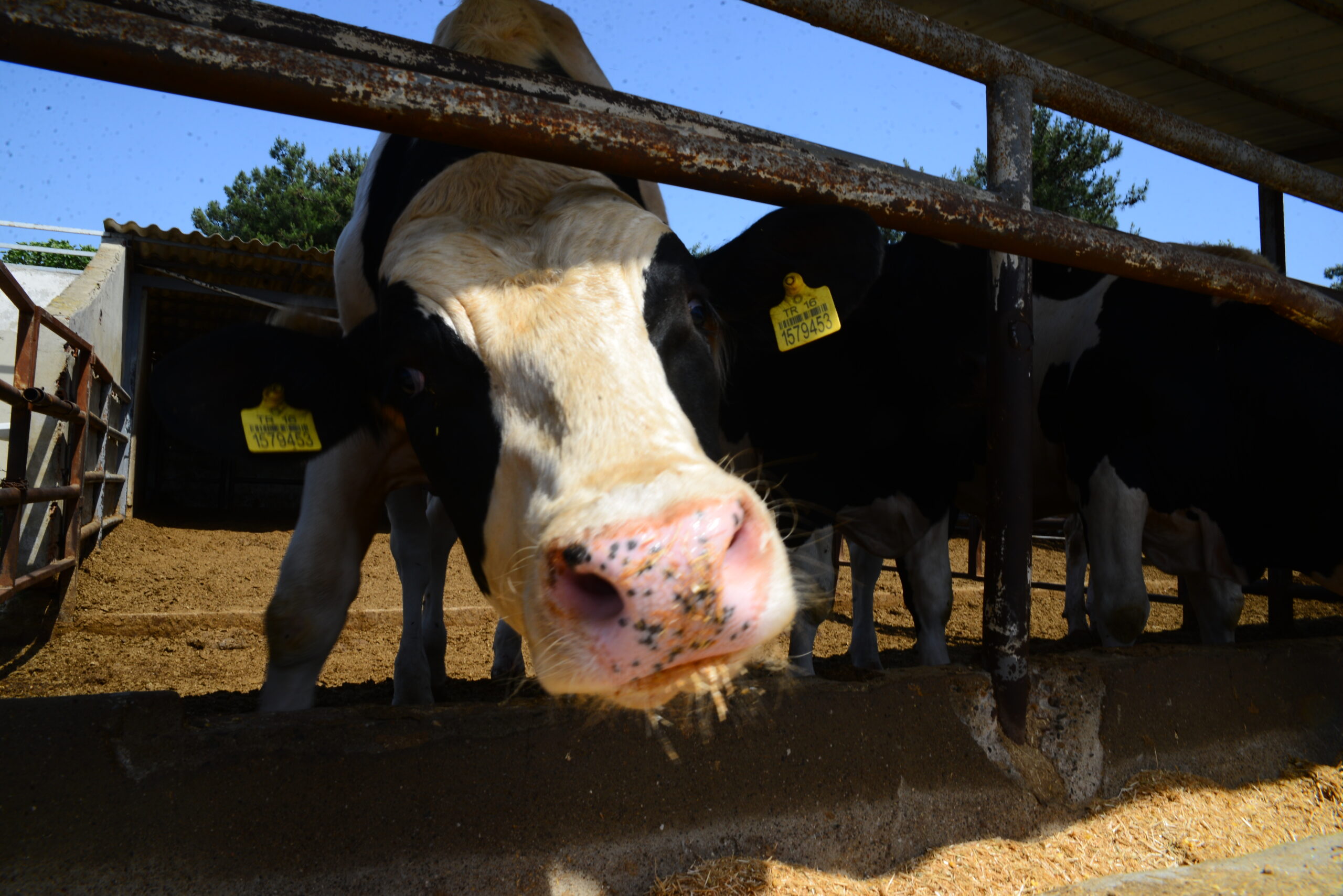 Bursalılar dikkat! Kurban Bayramı’nda bunlara dikkat edin