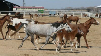 Resmi Gazete’de yayımlandı! Bursa’da satılacaklar