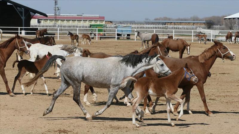 Resmi Gazete’de yayımlandı! Bursa’da satılacaklar