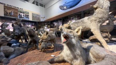 Bursa’daki bu müze çok farklı! Randevu ile ziyaret ediliyor