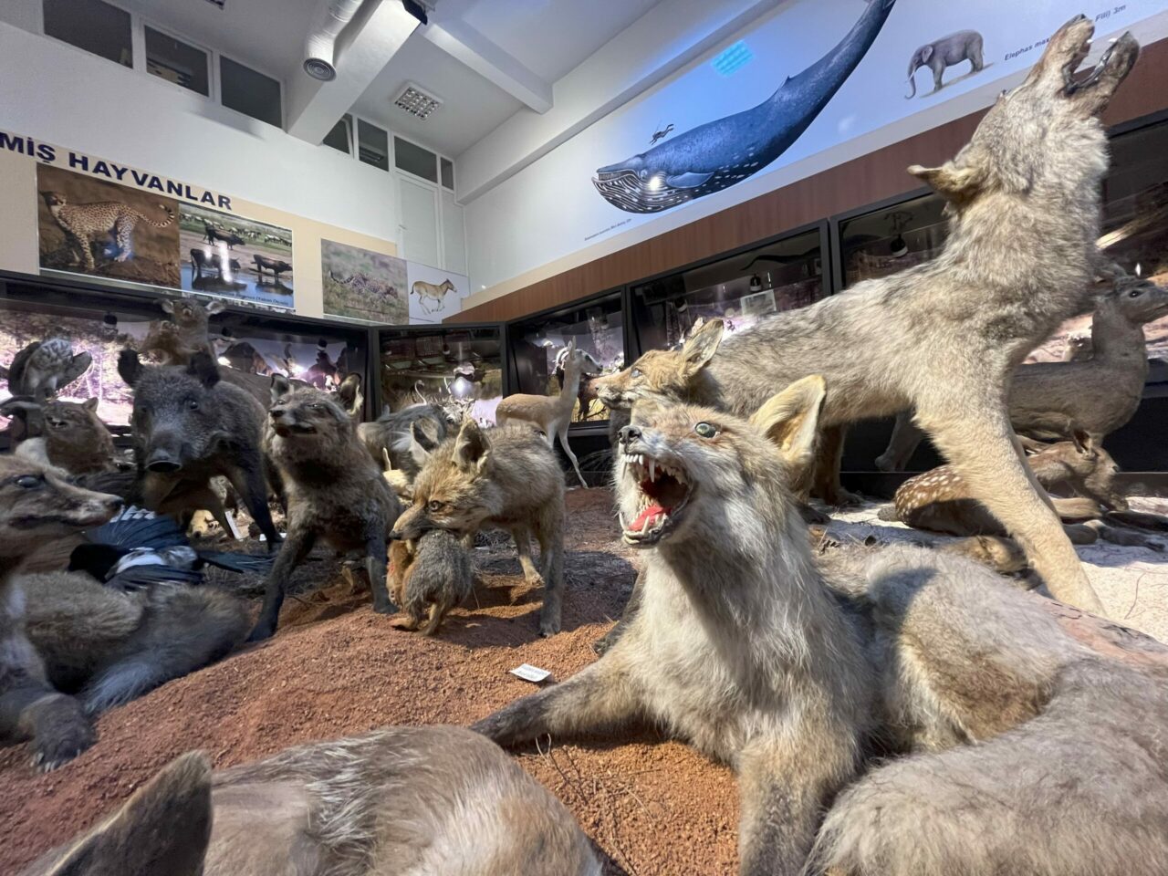 Bursa’daki bu müze çok farklı! Randevu ile ziyaret ediliyor Bursa’daki bu müze çok farklı! Randevu ile ziyaret ediliyor