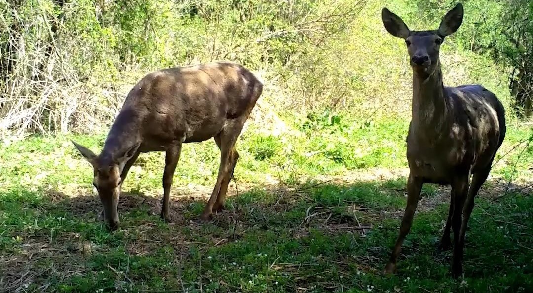 Uludağ’ın yaban hayatı böyle görüntülendi