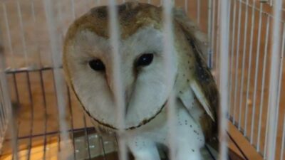 Bursa’da yaralı baykuşu esnaf kurtardı