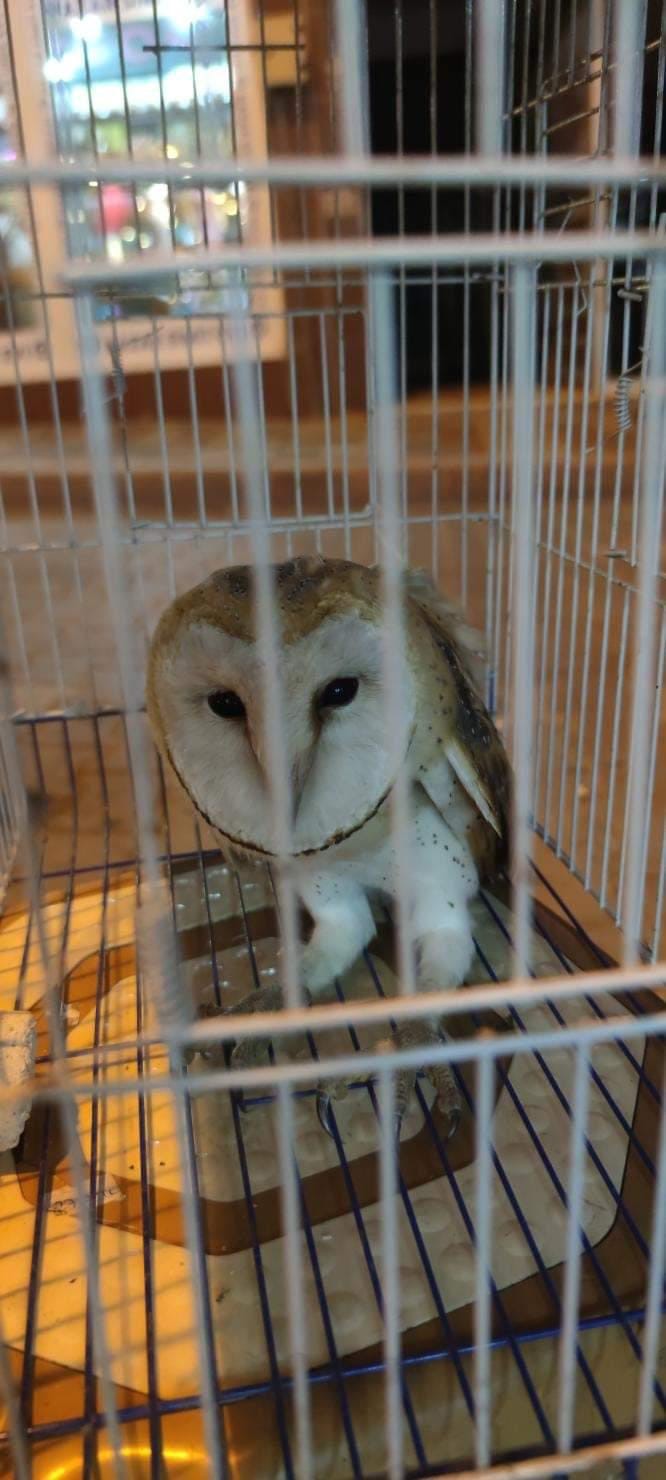 Bursa’da yaralı baykuşu esnaf kurtardı