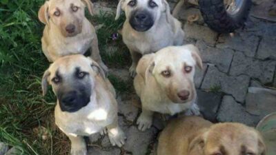 Sokak hayvanları düzenlemesinde sona doğru…