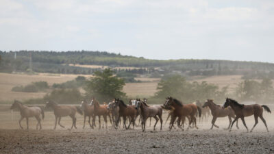 Bursa’da yarın satışa çıkacaklar