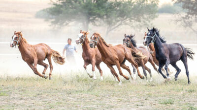 Bursa’da yetiştiriyorlar! Şampiyonluğun en büyük adayları