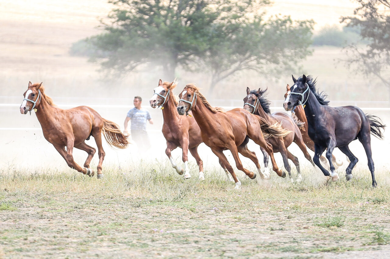 Bursa’da yetiştiriyorlar! Şampiyonluğun en büyük adayları