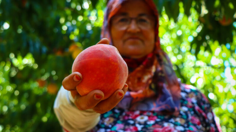 Lezzeti ve aromasıyla ünlü Bursa şeftalisinin, Avrupa Birliği (AB) nezdinde