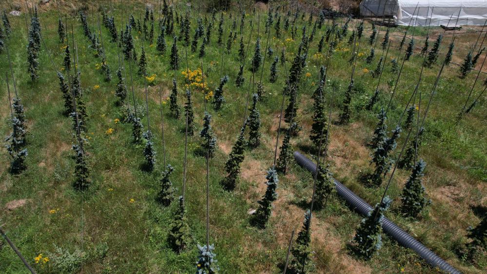 Bursa’da 1300 rakımda üretiliyor! Dünya devleriyle rekabet ediyor…