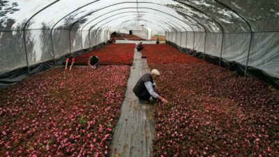 Bursa’da bu yöntemi denedi, 5 kat fazla verim aldı