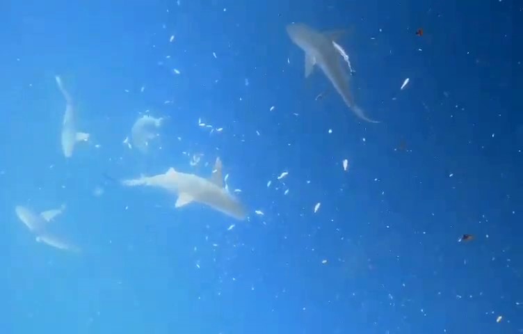 Türk dalgıçların Akdeniz’de korku dolu anları! Köpek balığı sürüsüyle burun buruna…