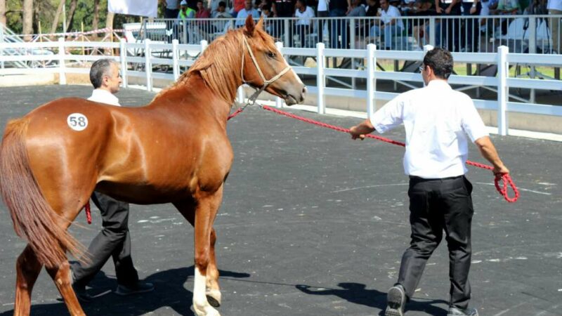 "Uzunköprü" isimli tay, açık artırmada 3 milyon 500 bin lirayla