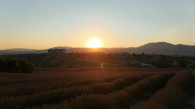 84 yıl sonra ilk! Kilosu 750 TL!