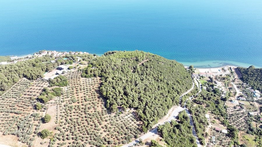 Bursa’daki bu ormana Mudanya Belediyesi talip oldu Bursa’daki bu ormana Mudanya Belediyesi talip oldu