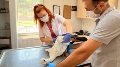 Yaralı leylek Osmangazi’de şifa buldu