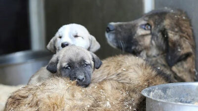 Başıboş sokak köpekleri teklifi yasalaştı! Ötanaziye hekim karar verecek