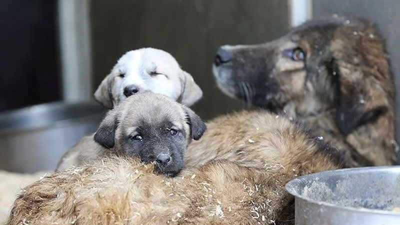 Başıboş sokak köpekleri teklifi yasalaştı! Ötanaziye hekim karar verecek