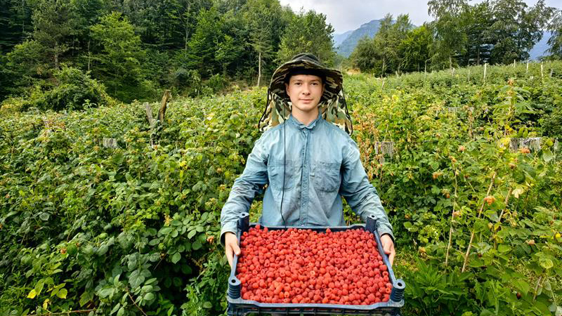 Ahududunun merkezi Bursa’da hasat zamanı Ahududunun merkezi Bursa’da hasat zamanı
