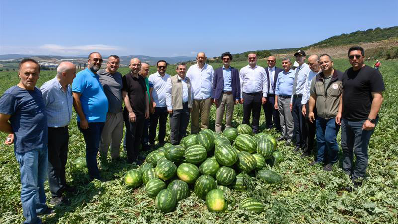 Bursa’da karpuz hasadı başladı Bursa’da karpuz hasadı başladı