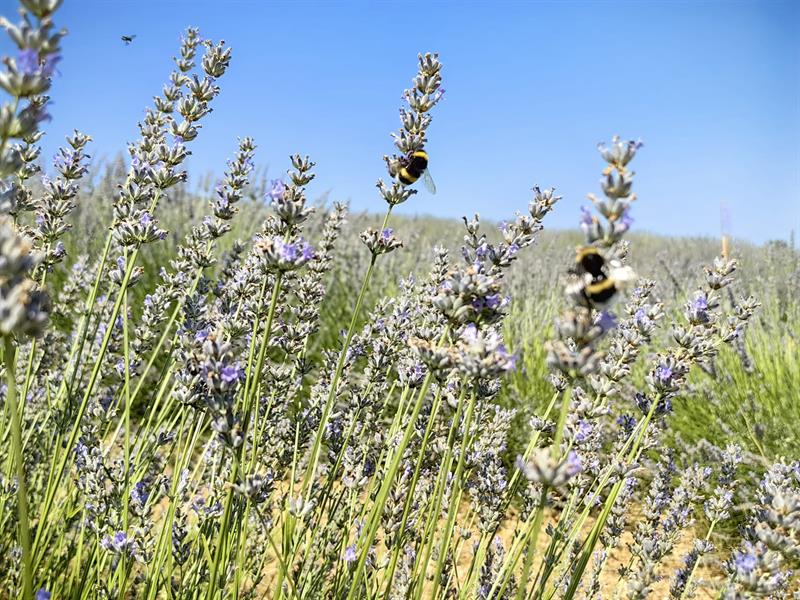 Bursa’nın dağ ilçesi lavanta ile renklendi