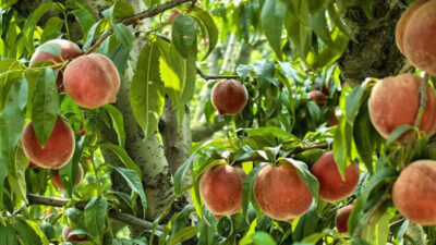 Bursa’nın tescilli ürününde hasat zamanı