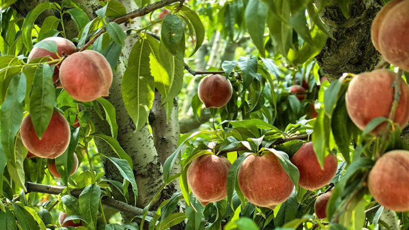 Bursa’nın tescilli ürününde hasat zamanı