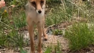 Bursa’da aç kalan tilkiyi böyle beslediler…