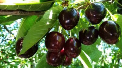 Bursa’da hasad başladı! Çiftçilerin yüzü gülüyor…