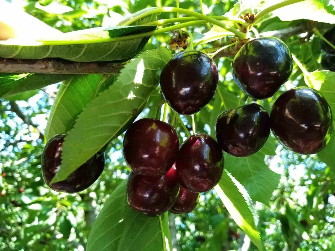 Bursa’da hasad başladı! Çiftçilerin yüzü gülüyor… Bursa’da hasad başladı! Çiftçilerin yüzü gülüyor…