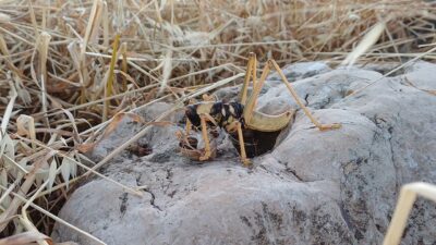 Etçil çekirge görüntülendi