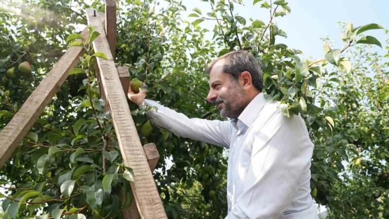 Bursa’nın marka ürününe özel koruma Gürsu’ya bağlı İğdir Köyü’nde armut bahçelerinde tarım ilacı kullanımının azaltılması