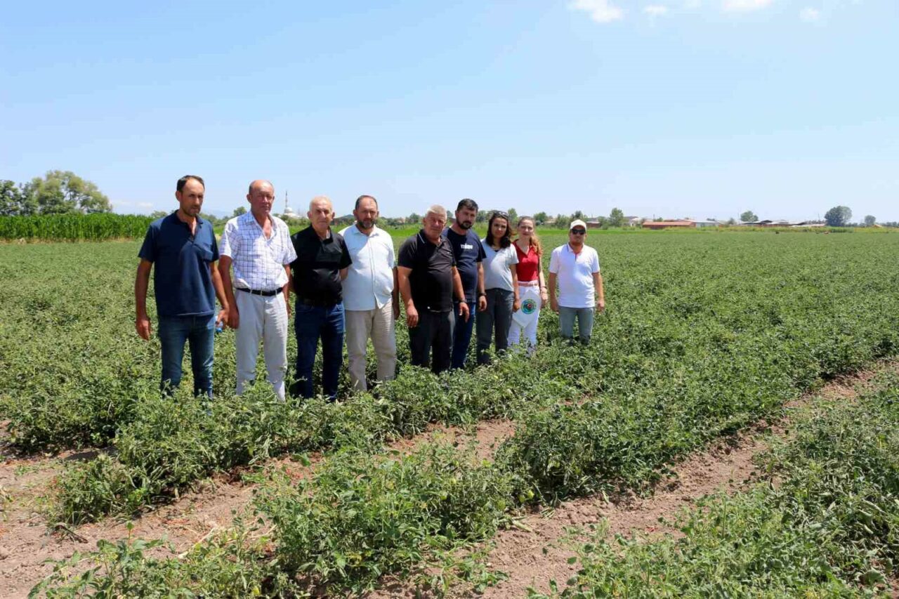 Bursa’da fitotoksitite tehlikesi!