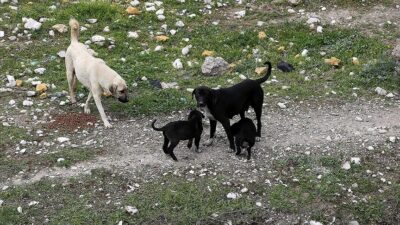 Bakan açıkladı! Sahipsiz köpeklerle ilgili yeni hazırlık