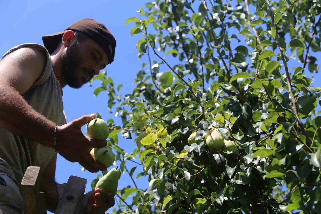 Bursa’da 40 derece sıcakta hasat başladı!